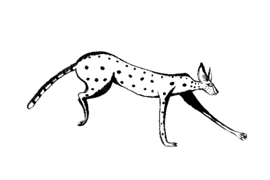 Serval